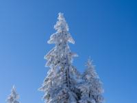 Zwei einzelne verschneite Nadelbäume